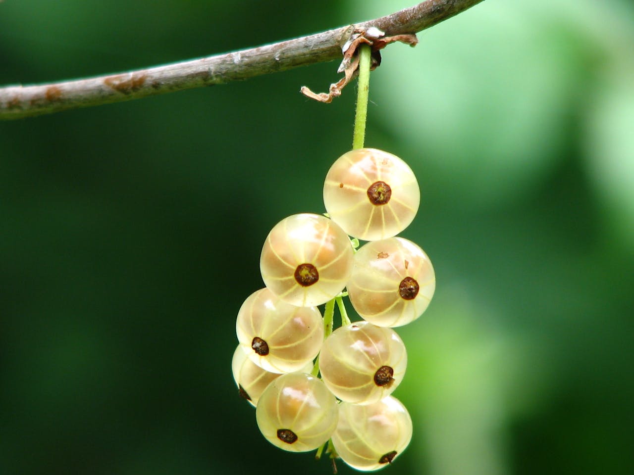 Yellow Round Small Fruit